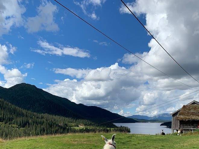 Lognvikvatn Hytteutleige Og Lamaoppdrett Image