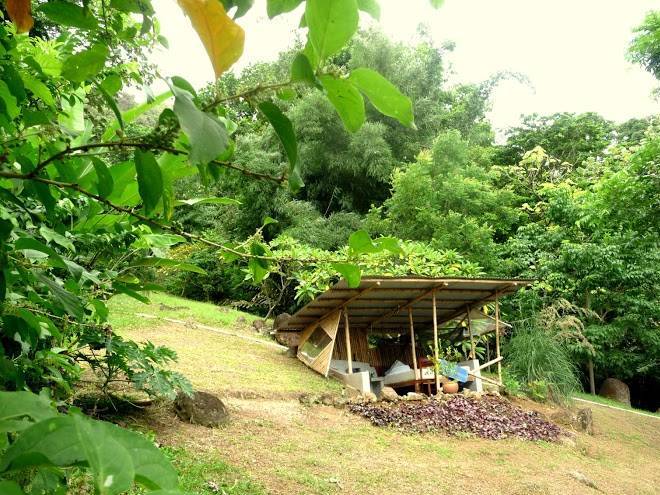Tesoro verde panama