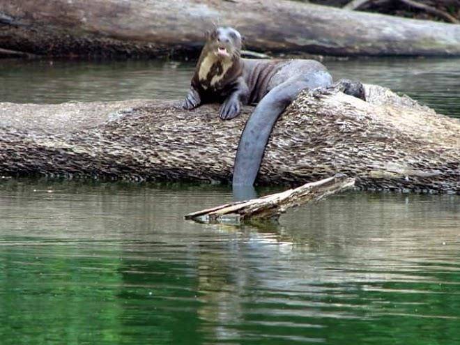 Sonidos de la amazonia