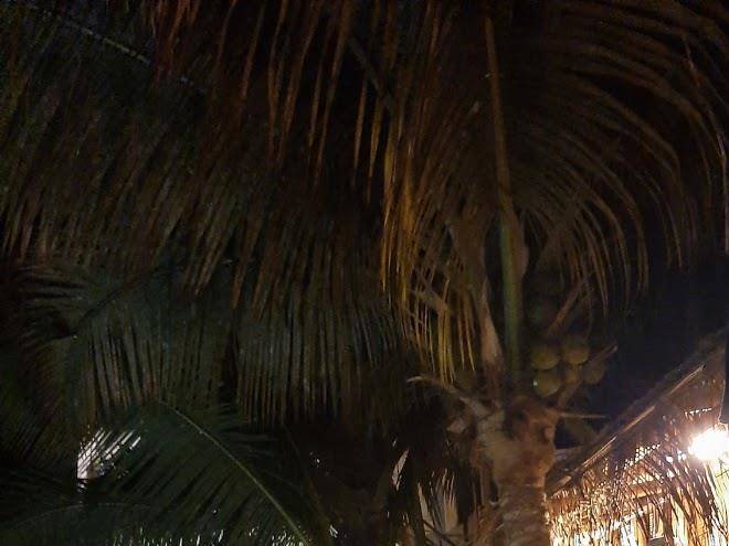 Sumarfe mancora