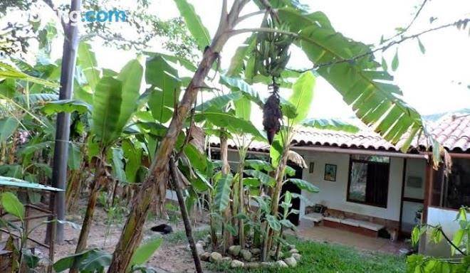 Depura selva