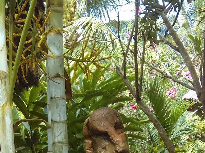 El encanto de cedro pampa