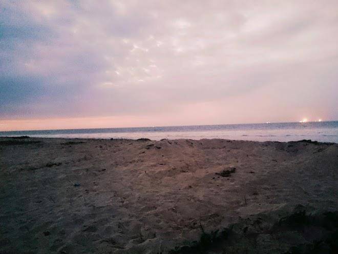 Caballito de mar
