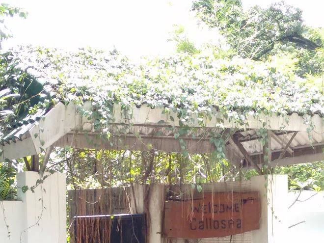 Callospa
