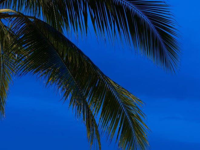 South palms resort panglao