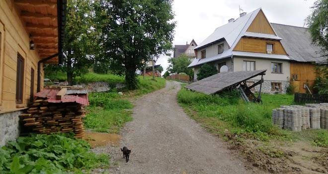 Ku sosnie