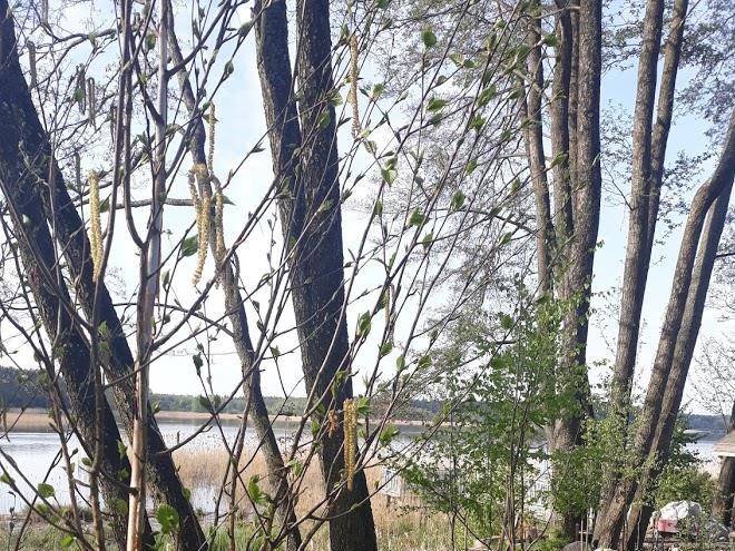 Dom Pod Brzoza Osewski W Image