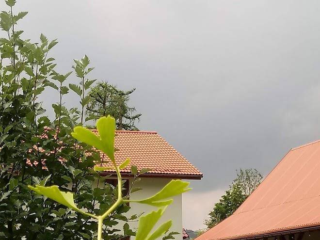 Pokoje pod modrzewiami