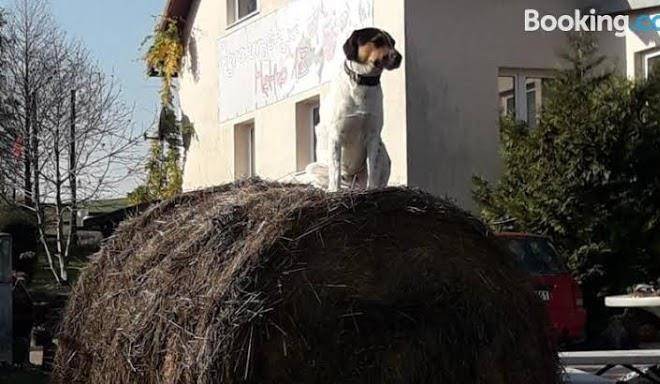 Agroturystyka metno 18