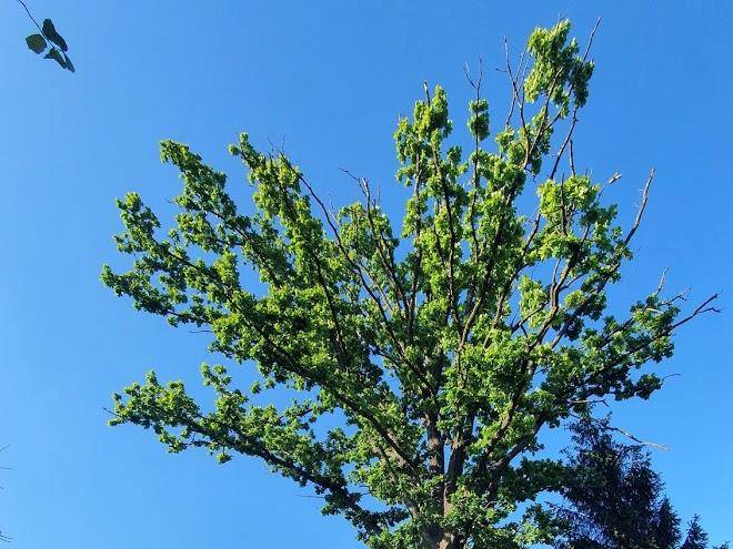 Nocleg Pod Debem Image