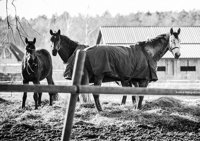 Stajnia Brzozki Image