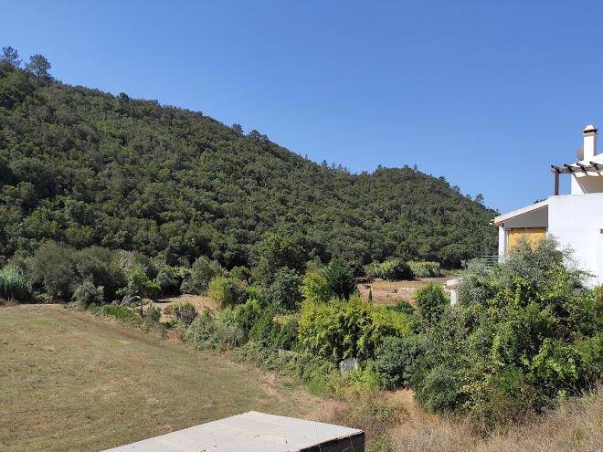 Monte verde