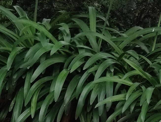 Quinta fronteira