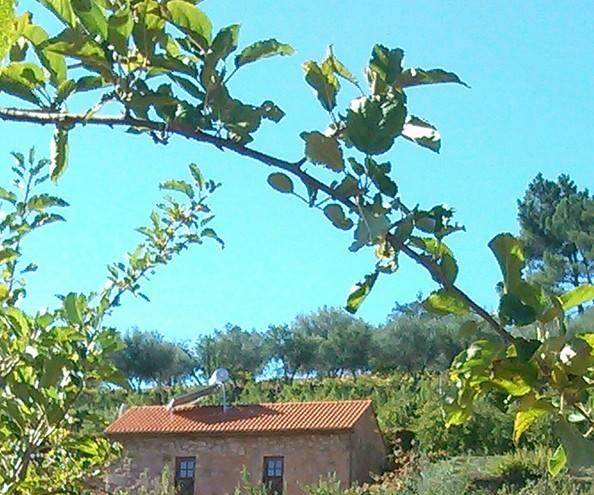 Quinta de silvares