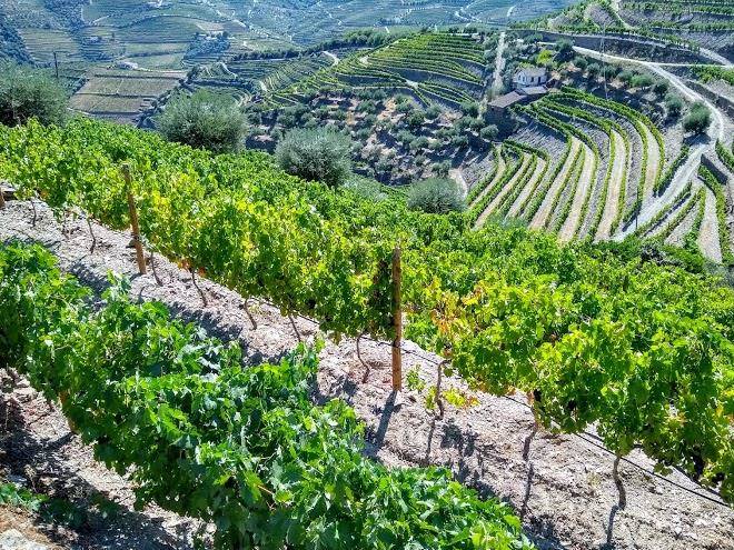 Quinta do monte bravo