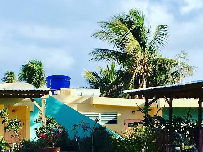 Pedro's palms