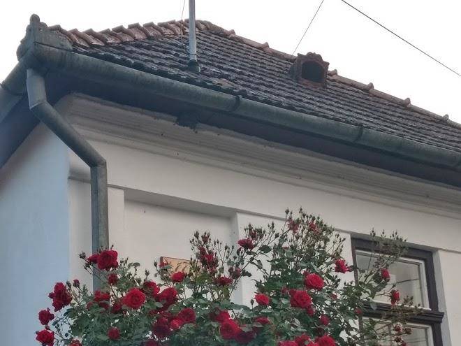 Andras Vendeghaz Image