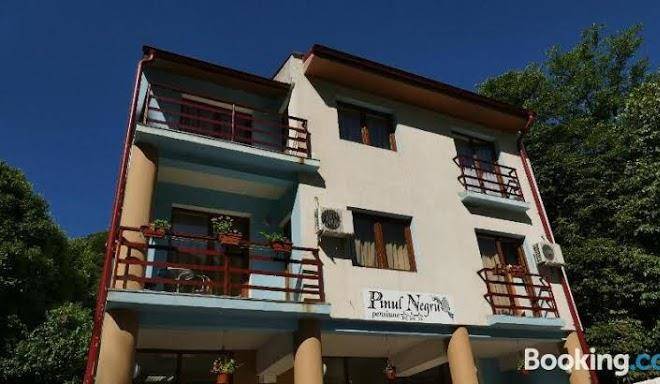 Pinul Negru Image