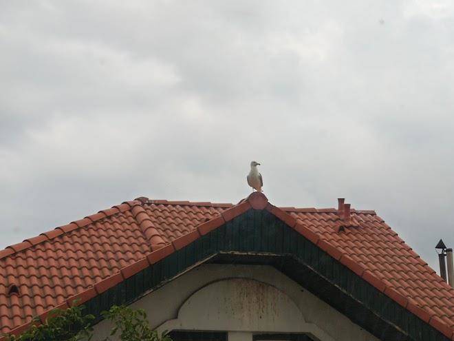 Vila denisa