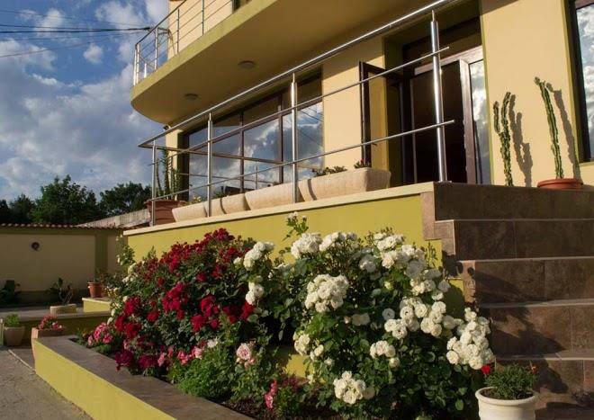 Vila elva