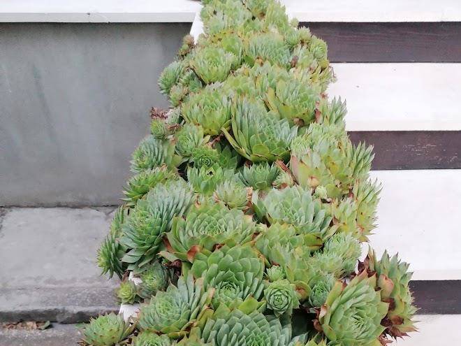 Vila hera