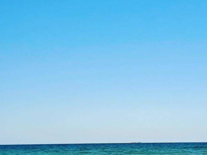 Vila lory
