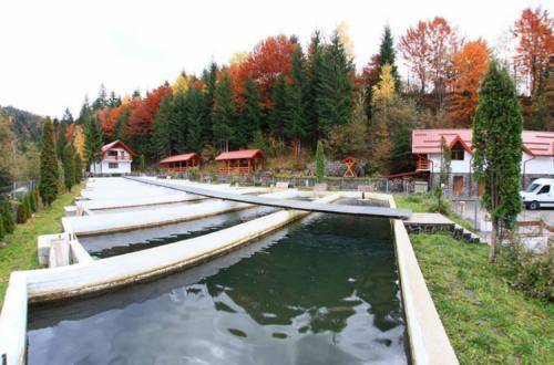 Hotel Paltinis Image