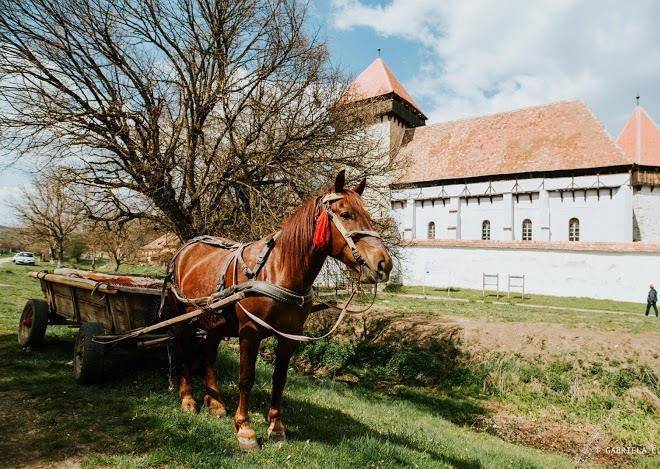 Agramonia enjoy the country life in stejarisu