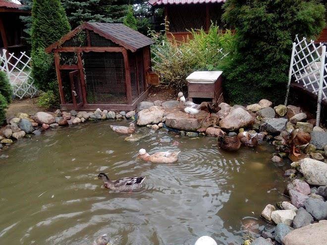 Guest complex plotina