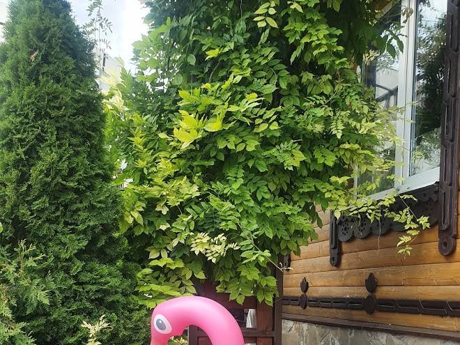 Flamingo