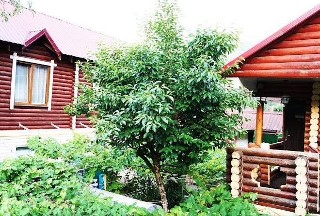 Otel' dar'yal krasnaya polyana