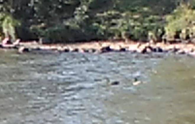 Hotel Siberian Bear Image