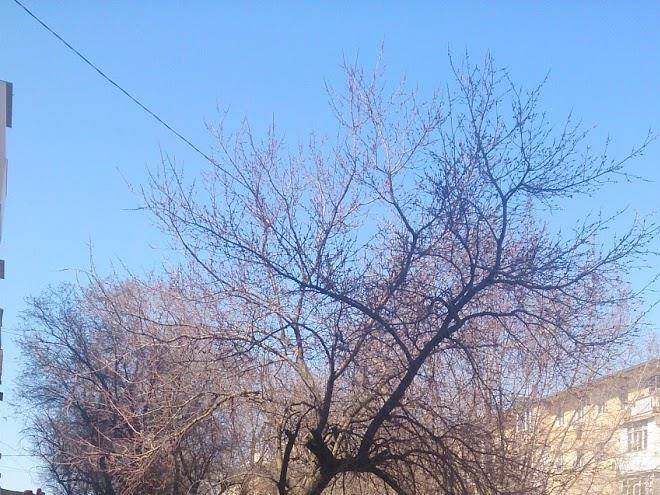 Khimik gostinitsa