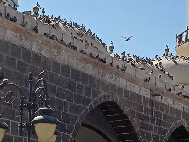 Hotel rawda al safa