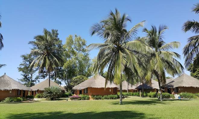 Club hibiscus