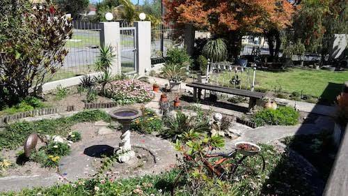 Parrot peek inn