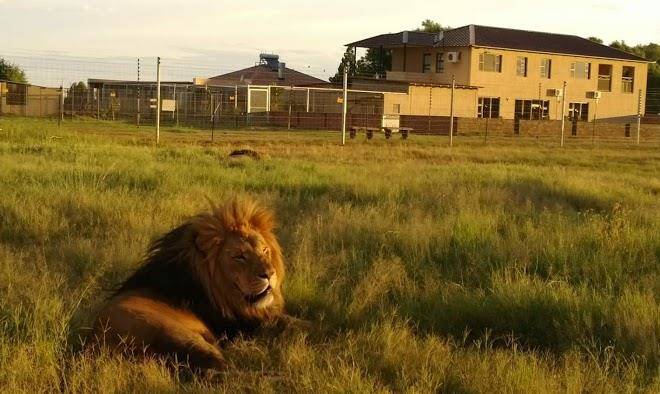 Zanchieta wild cat rescue