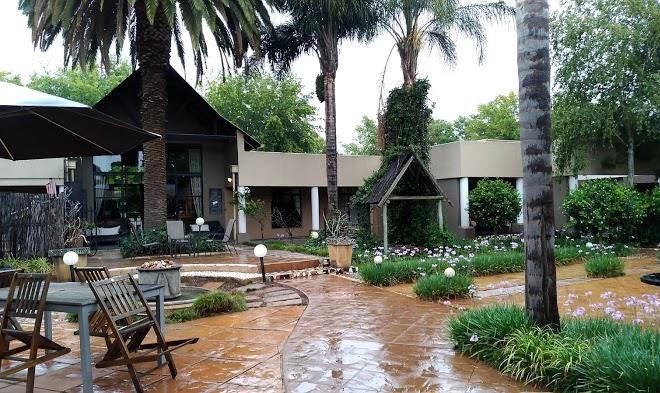 The olive tree