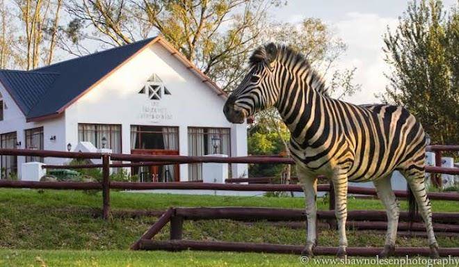 Zulu nyala country manor