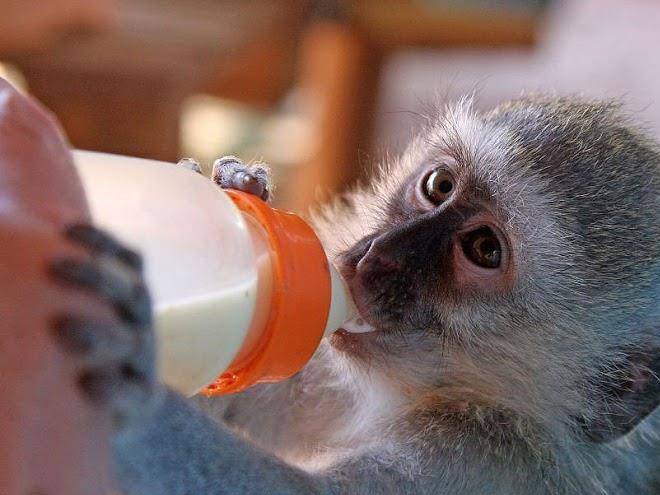 Bambelela wildlife care