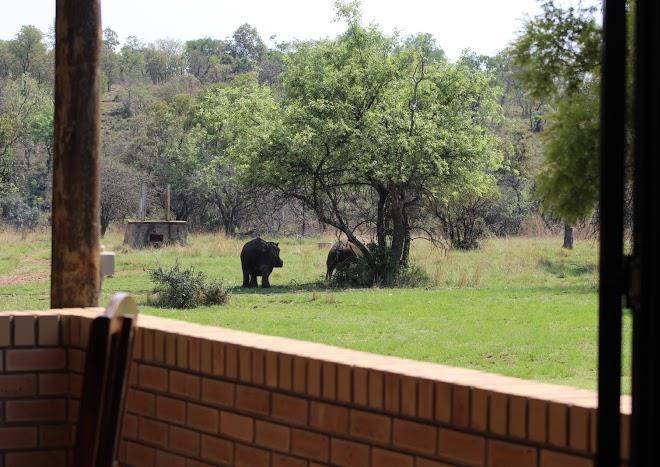 Wilgeboomsdrift safaris