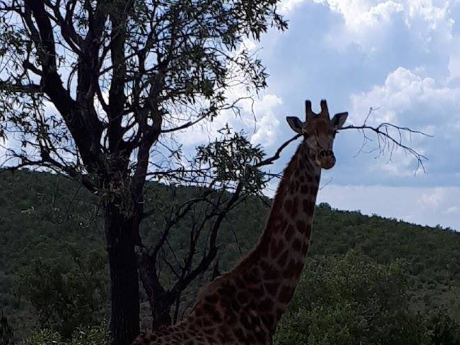 Zinyala private game reserve