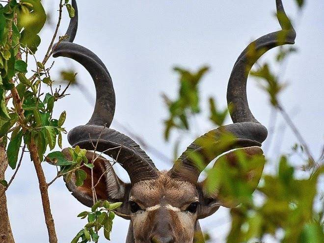 Tented adventures pretoriuskop