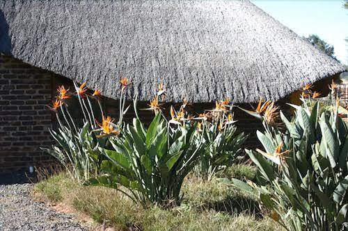 African flair country lodge