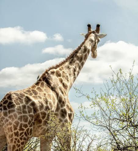 Homebase kruger