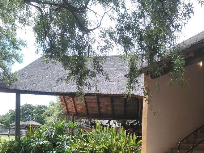 Bulls in the bush lodge