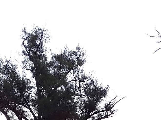 Rhebok gasteplaas