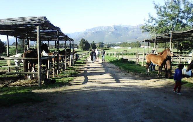 Cape winelands riding