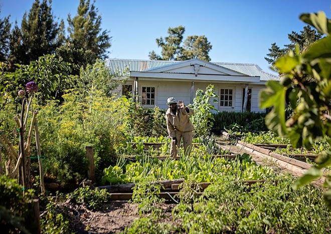 Boerfontein home of olivision