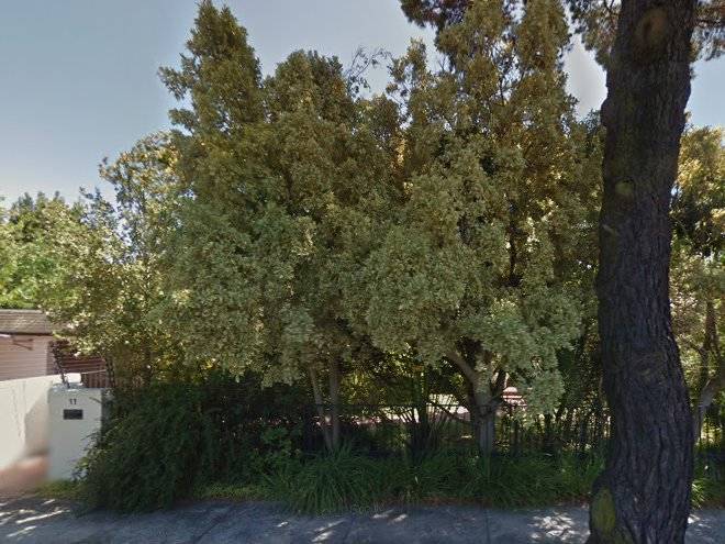 Luxurious pinelands